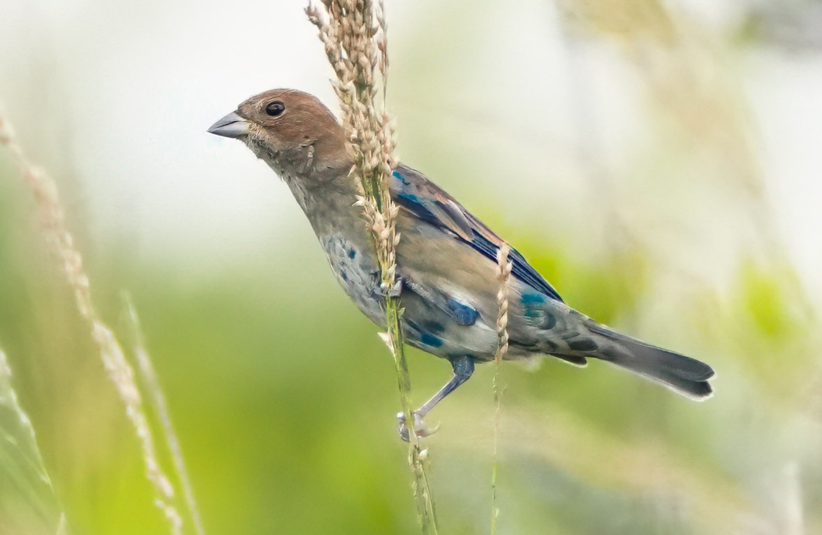Indigo Bunting - ML648953476