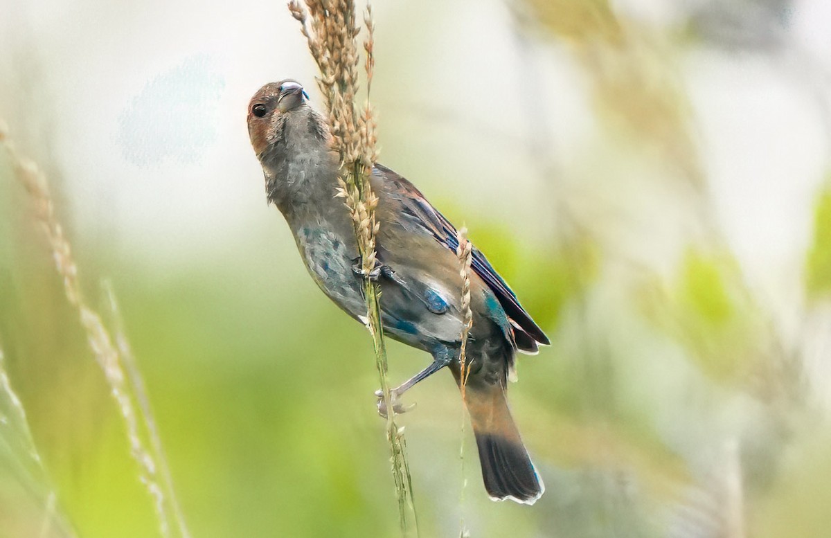 Indigo Bunting - ML648953477