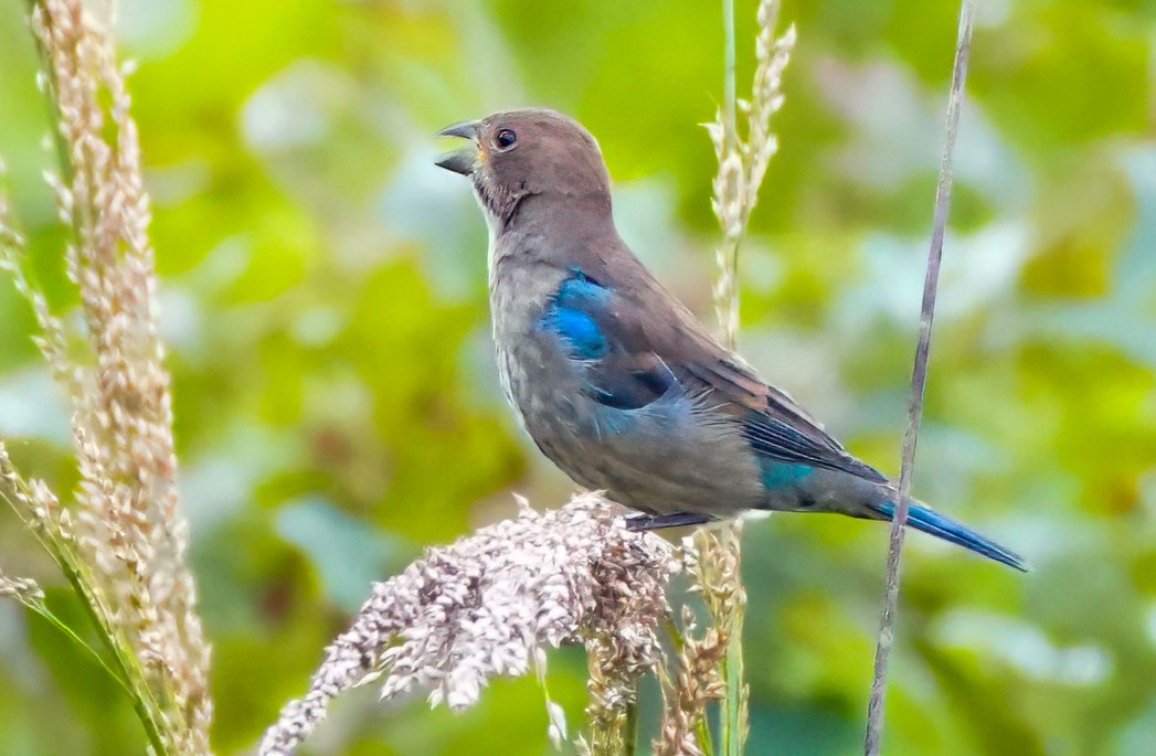Indigo Bunting - ML648953483