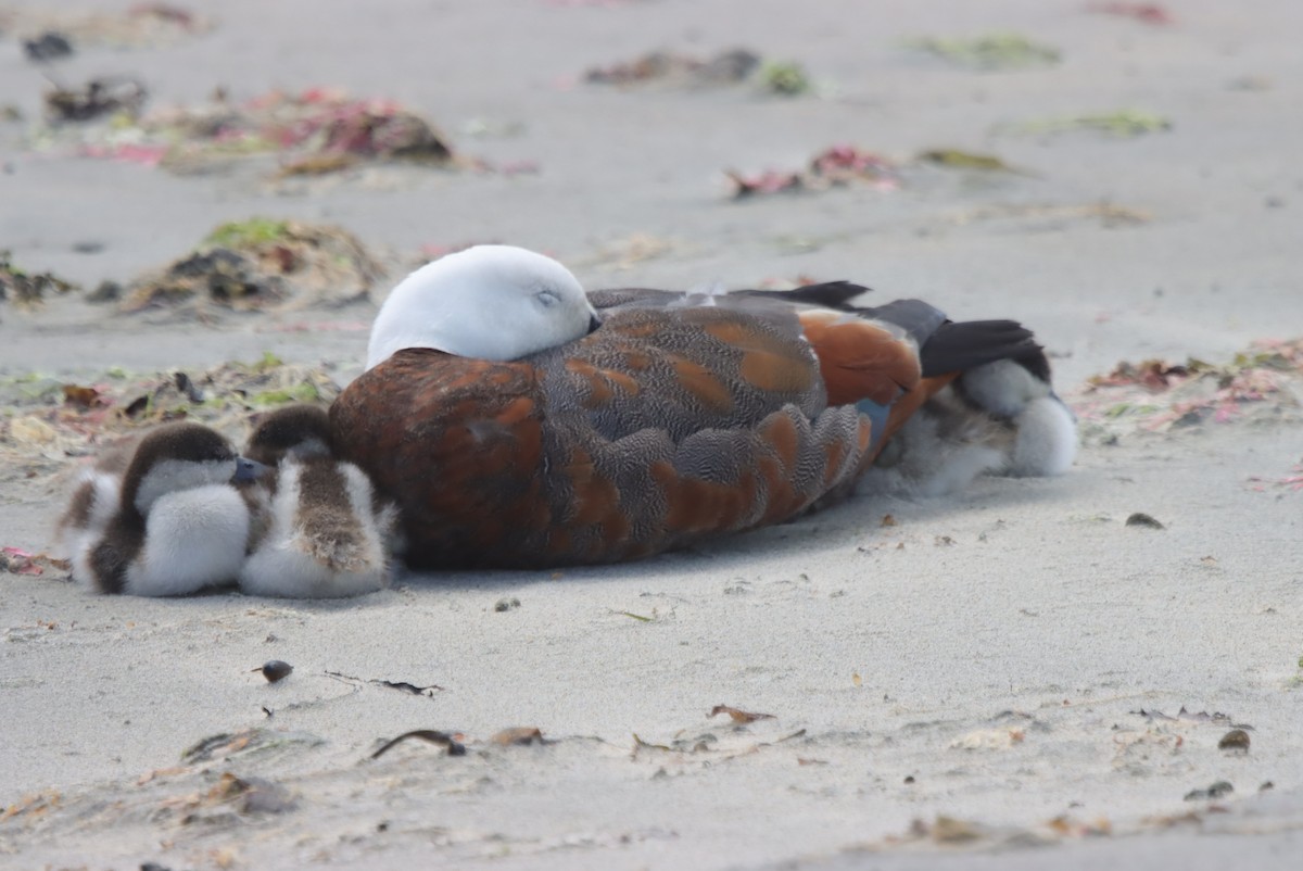 Paradise Shelduck - ML648953518