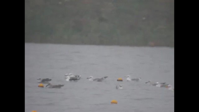 Клуша (fuscus) - ML648953531