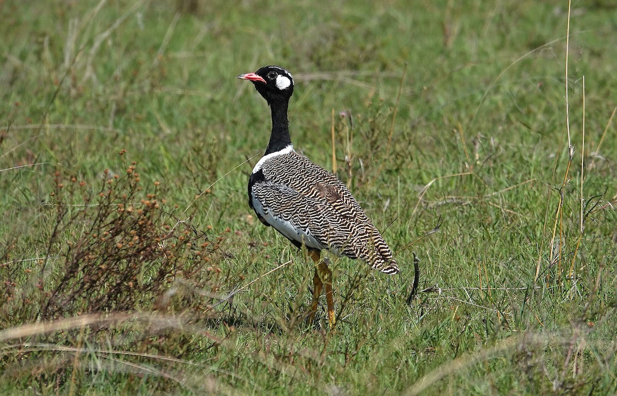 White-quilled Bustard - ML648953636