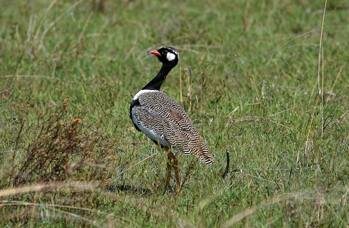 White-quilled Bustard - ML648953637