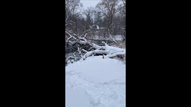 Germano reale - ML648953855