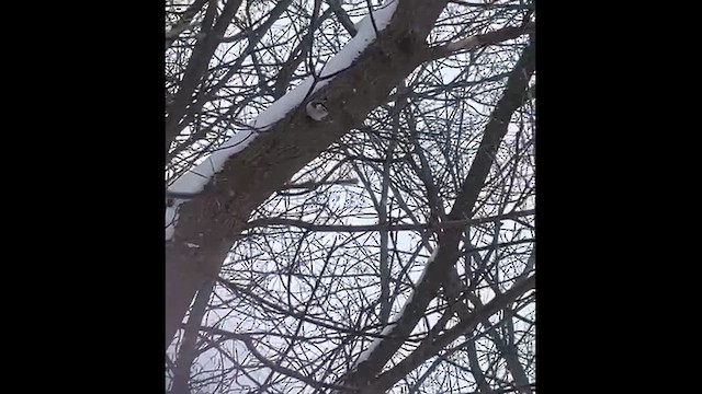 White-breasted Nuthatch - ML648953863