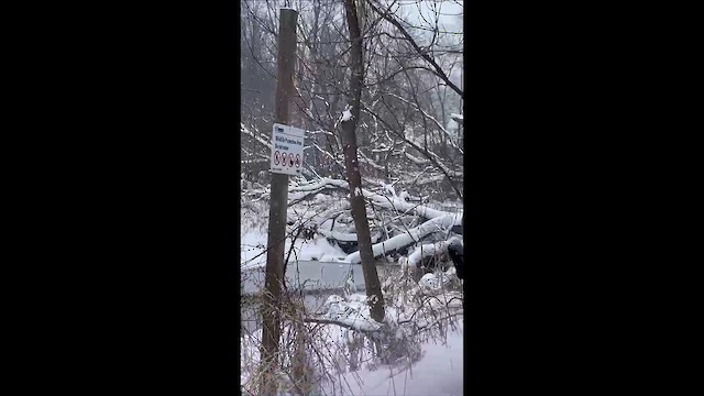 Rusty Blackbird - ML648953871