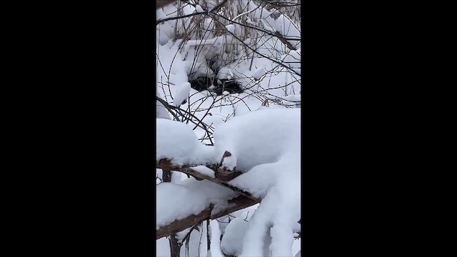 Rusty Blackbird - ML648953872