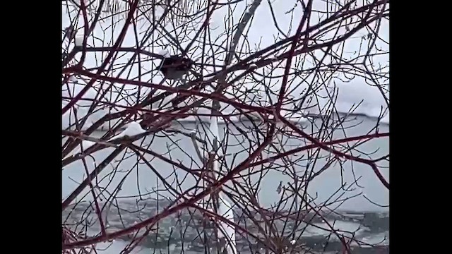 Rusty Blackbird - ML648953873