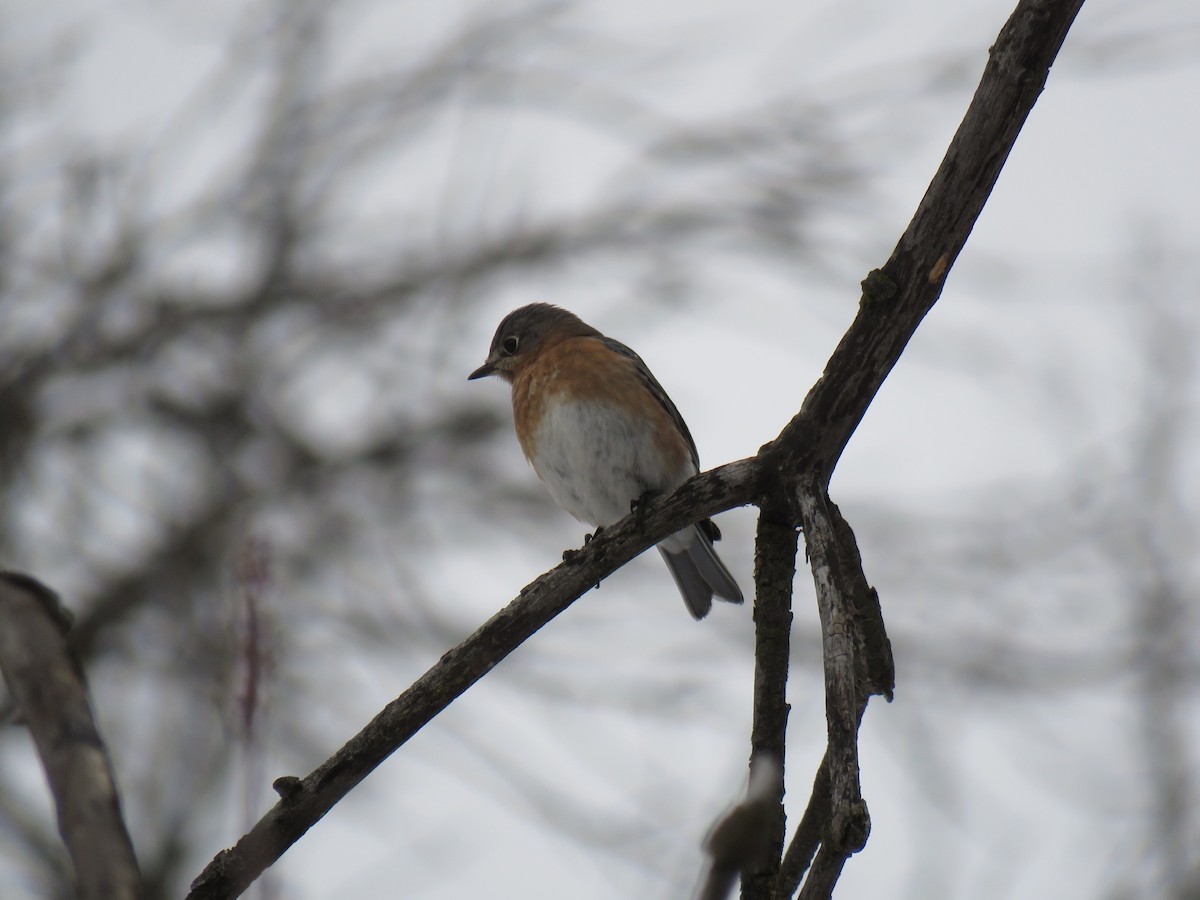 Eastern Bluebird - ML648953972