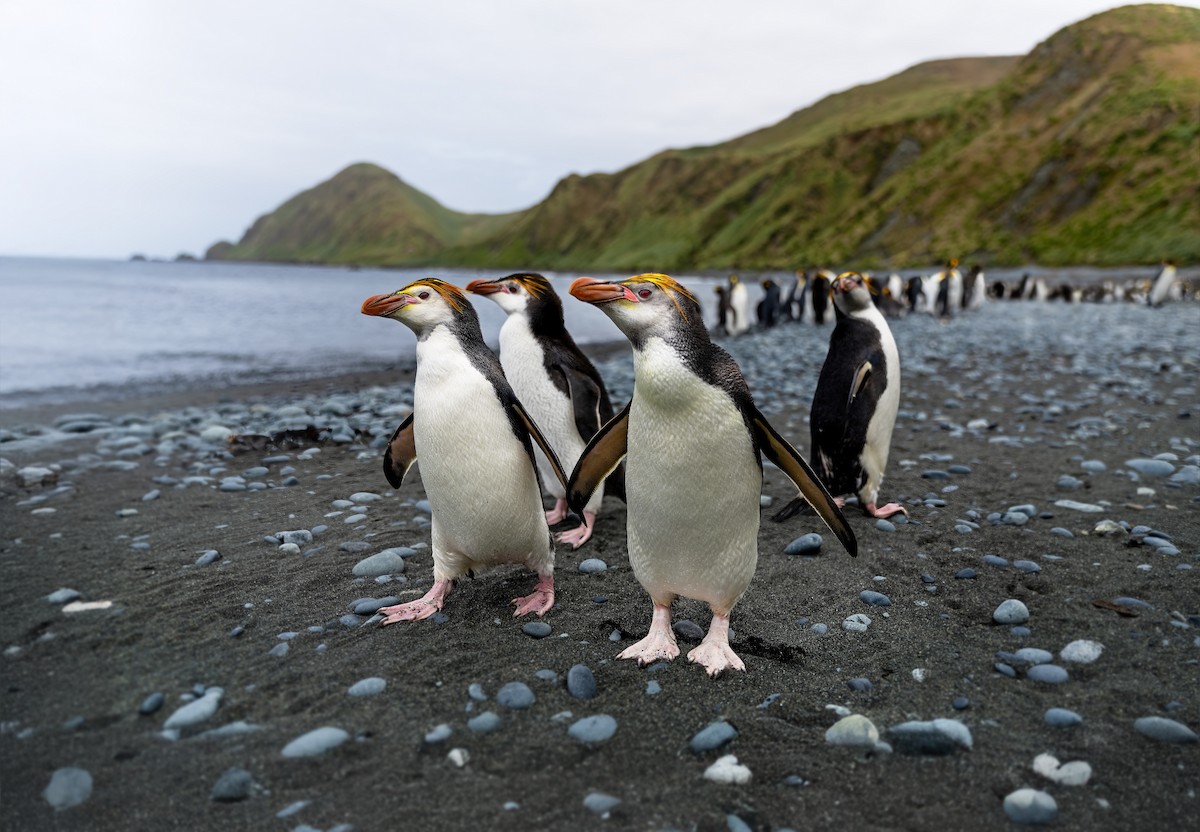 ロイヤルペンギン - ML648954005