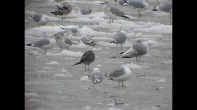 Клуша - ML648954050