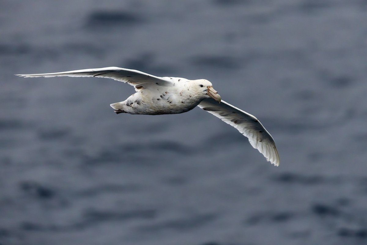 Abanto Marino Antártico - ML648954077