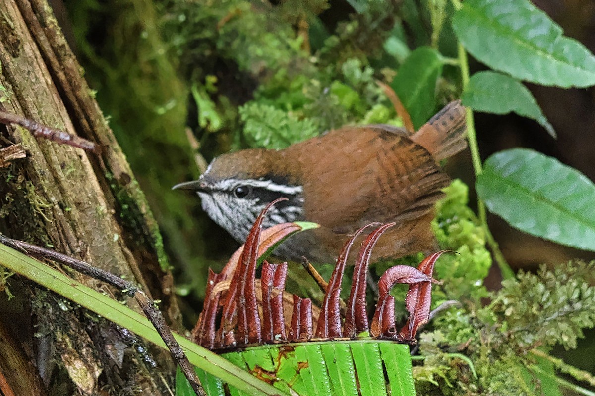 Munchique Wood-Wren - ML648954142