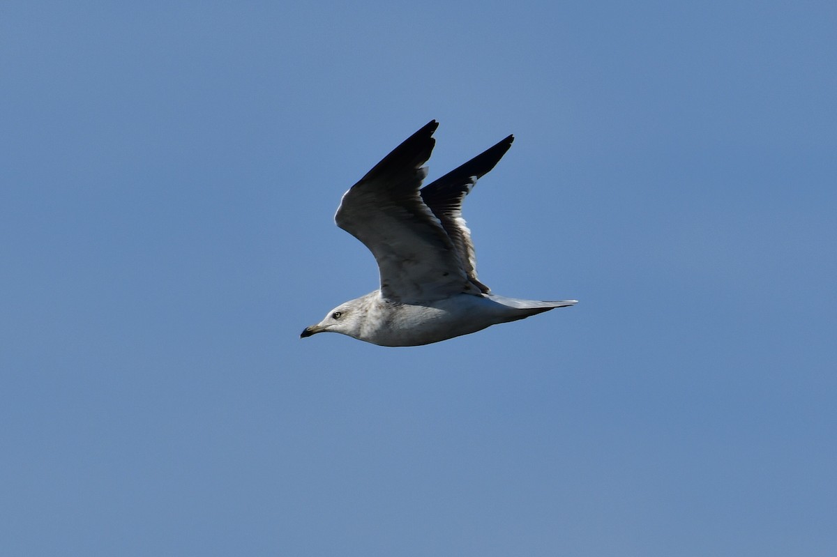 Lesser Black-backed Gull (fuscus) - ML648954167