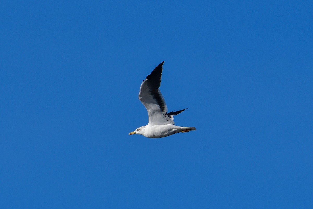 Lesser Black-backed Gull (fuscus) - ML648954168