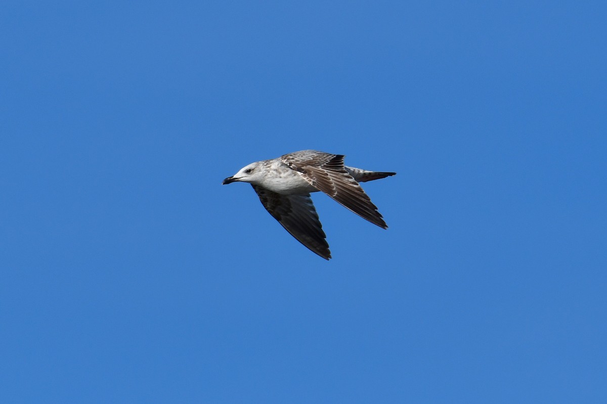 Lesser Black-backed Gull (fuscus) - ML648954171