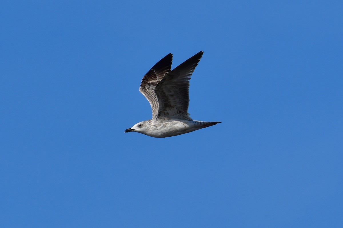 Lesser Black-backed Gull (fuscus) - ML648954256