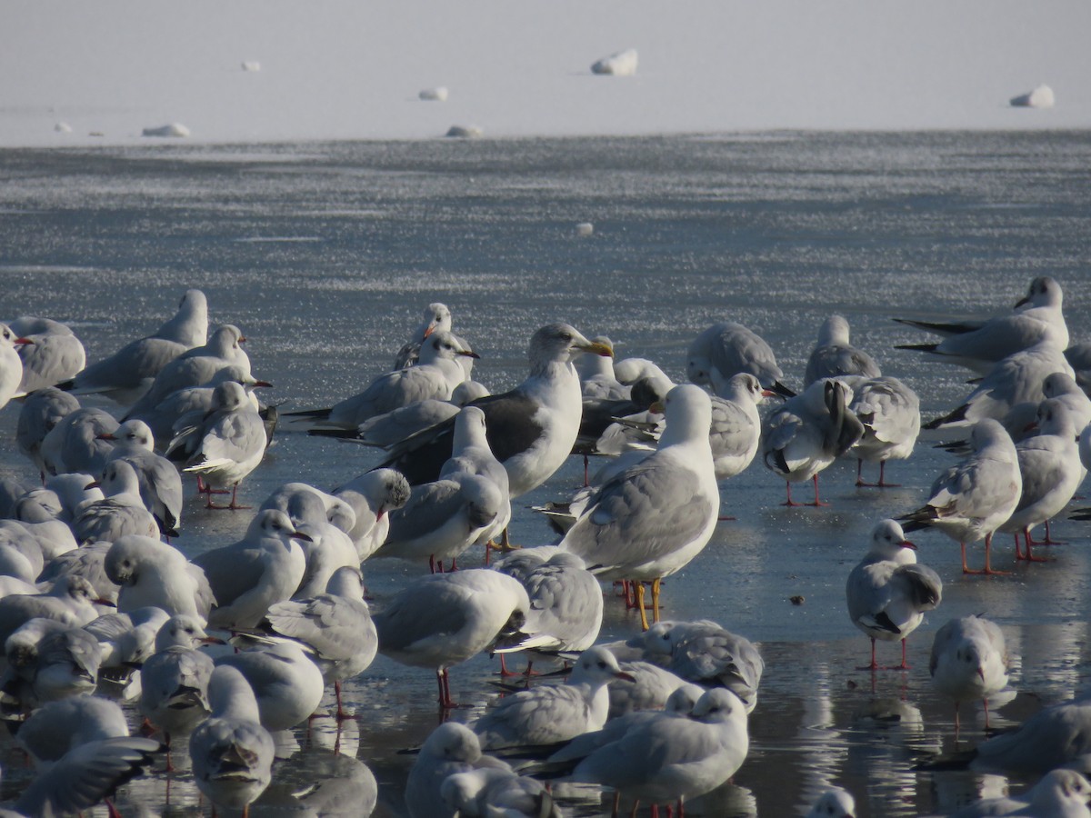 Lesser Black-backed Gull (intermedius/graellsii) - ML648954382