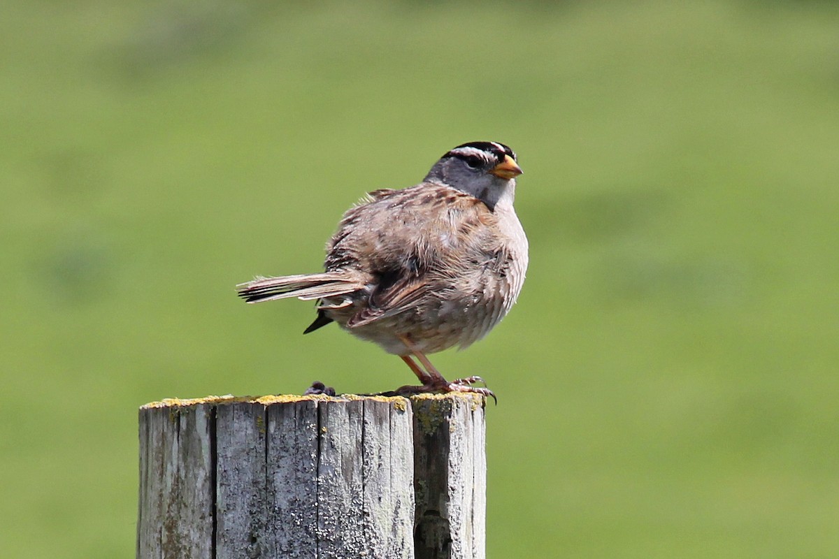 White-crowned Sparrow - ML648954630