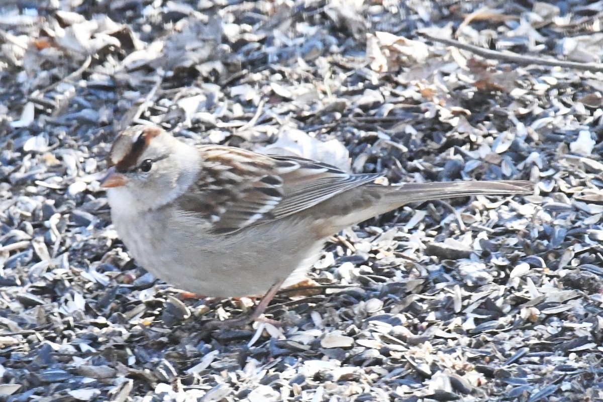White-crowned Sparrow - ML648954637