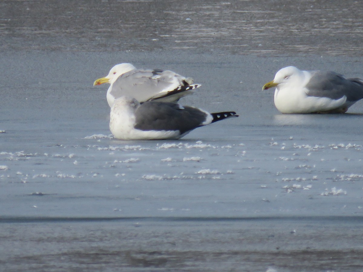Lesser Black-backed Gull (intermedius/graellsii) - ML648954784