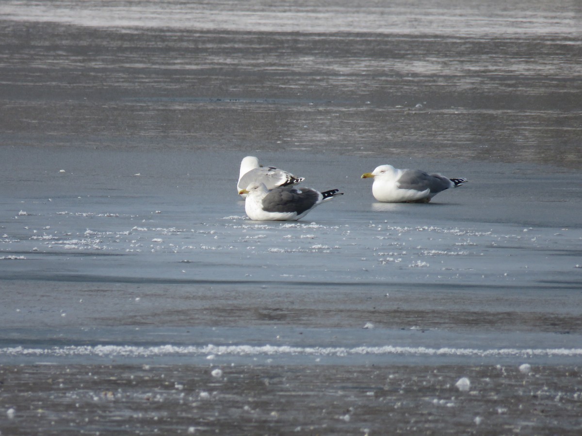 Lesser Black-backed Gull (intermedius/graellsii) - ML648954785