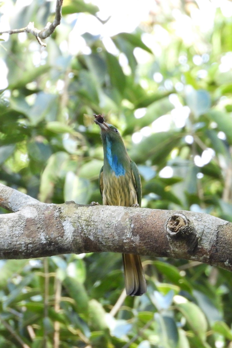 Gök Sakallı Arıkuşu - ML648954807