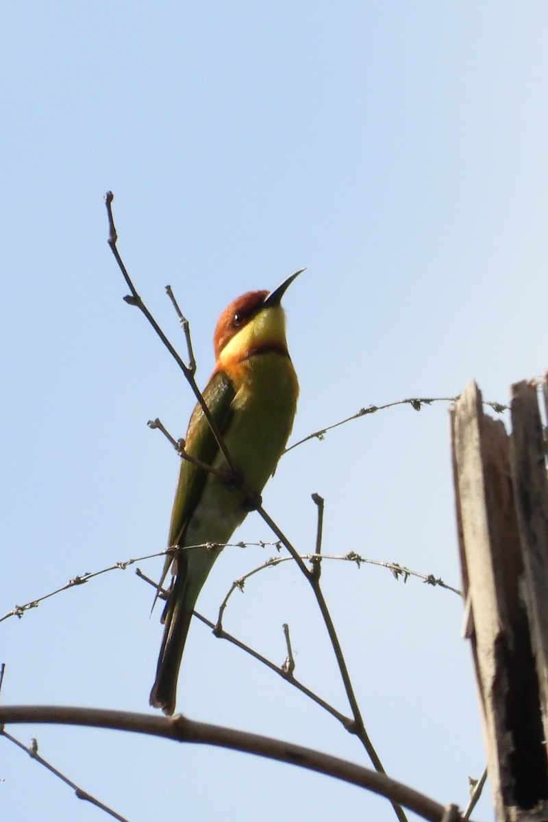 Al Başlı Arıkuşu - ML648954833