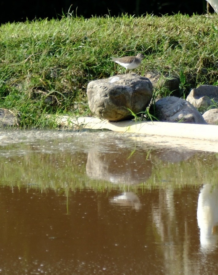 ביצנית בודדת - ML648954842