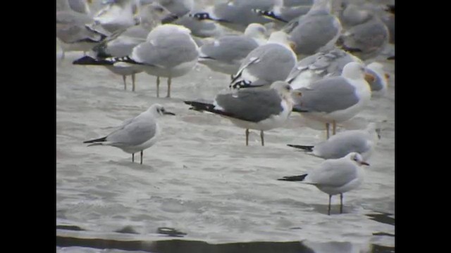 Lesser Black-backed Gull (intermedius/graellsii) - ML648954848