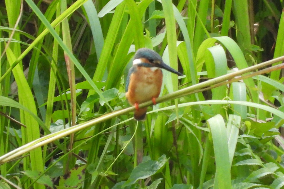 Yalıçapkını - ML648954865