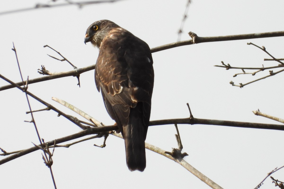 Şikra [badia grubu] - ML648954886