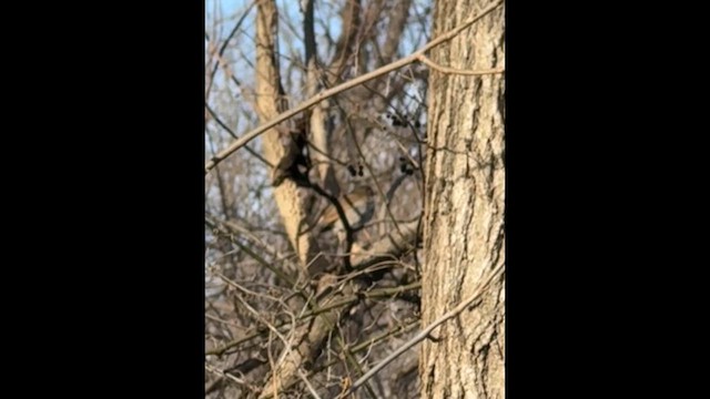 Дрозд-отшельник - ML648954922