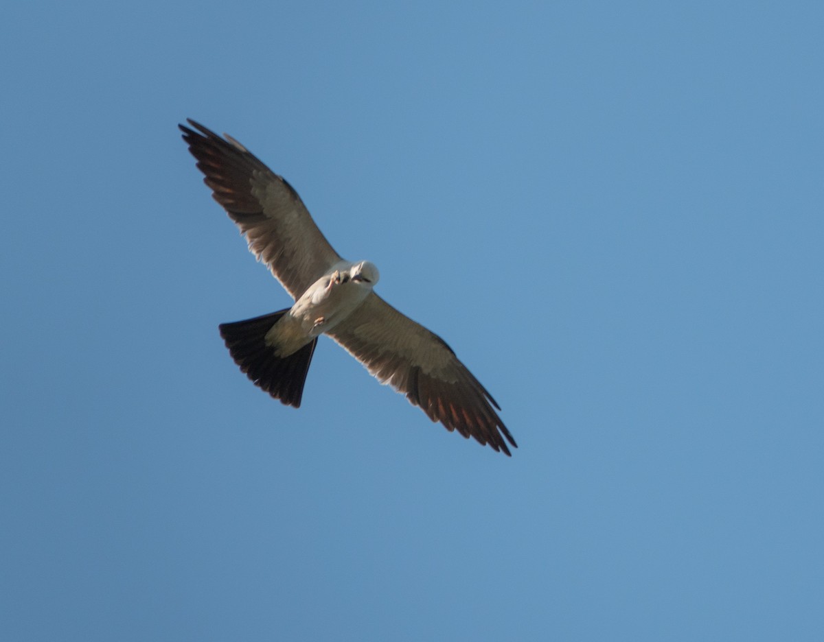 Mississippi Kite - ML648954991