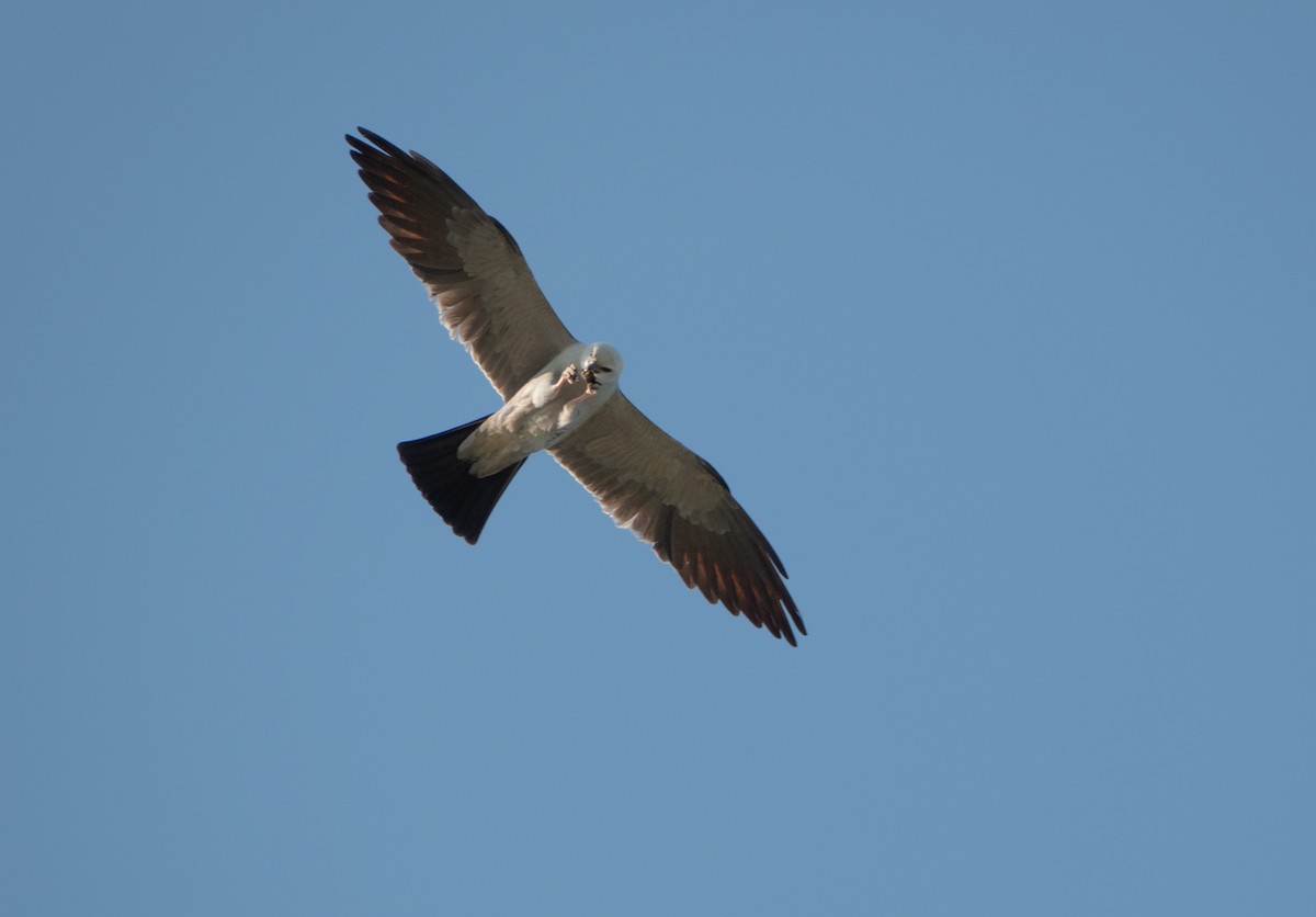Mississippi Kite - Kim Tomko