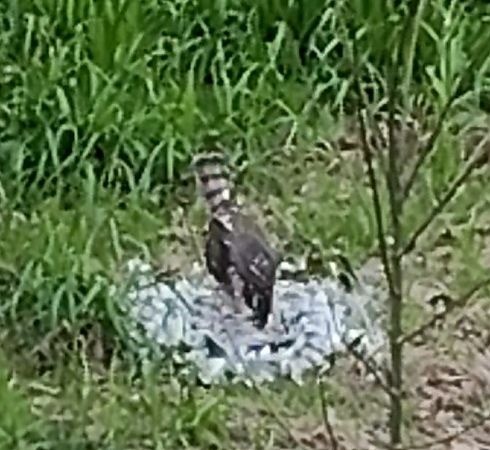 Sperber - ML648955055