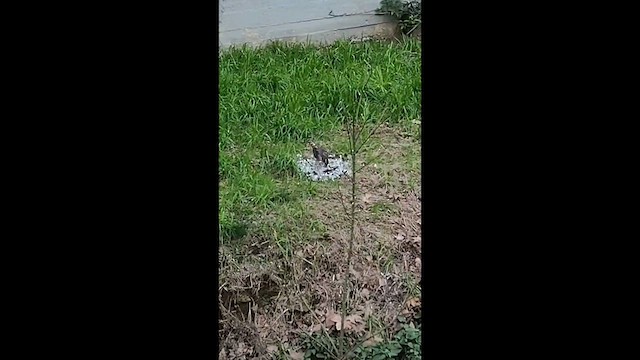 Sperber - ML648955066