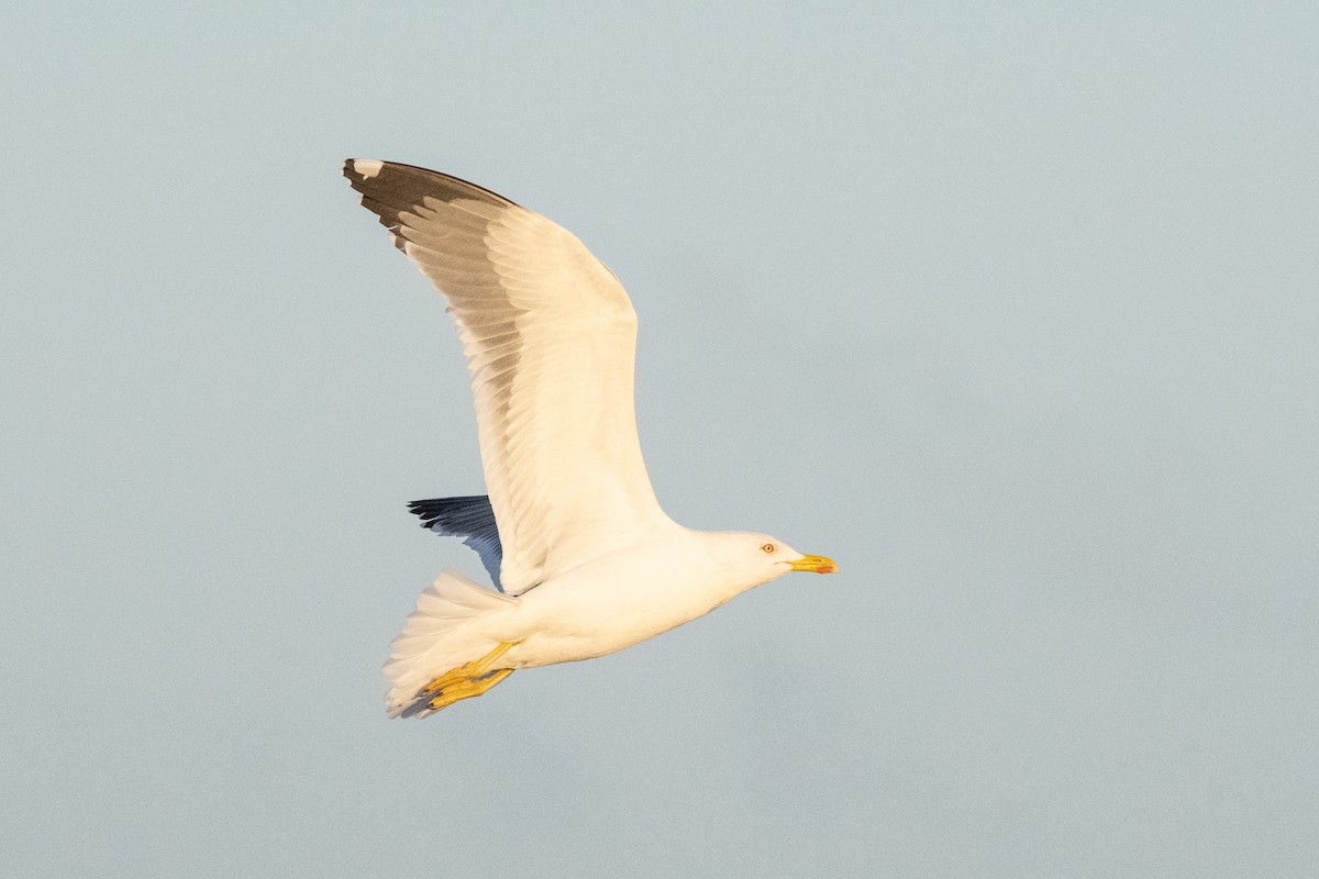 Lesser Black-backed Gull - ML648955160