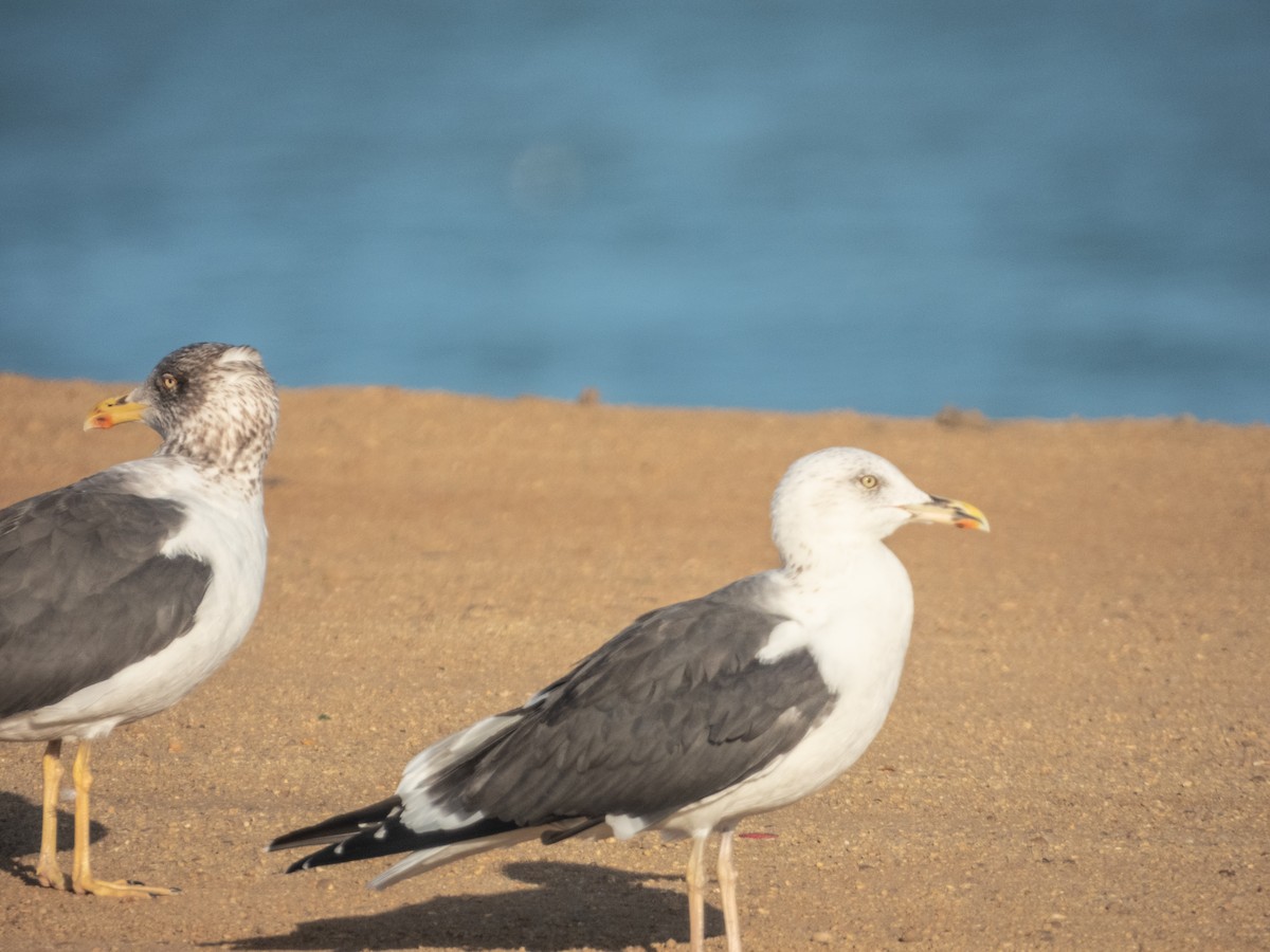 Lesser Black-backed Gull - ML648955162
