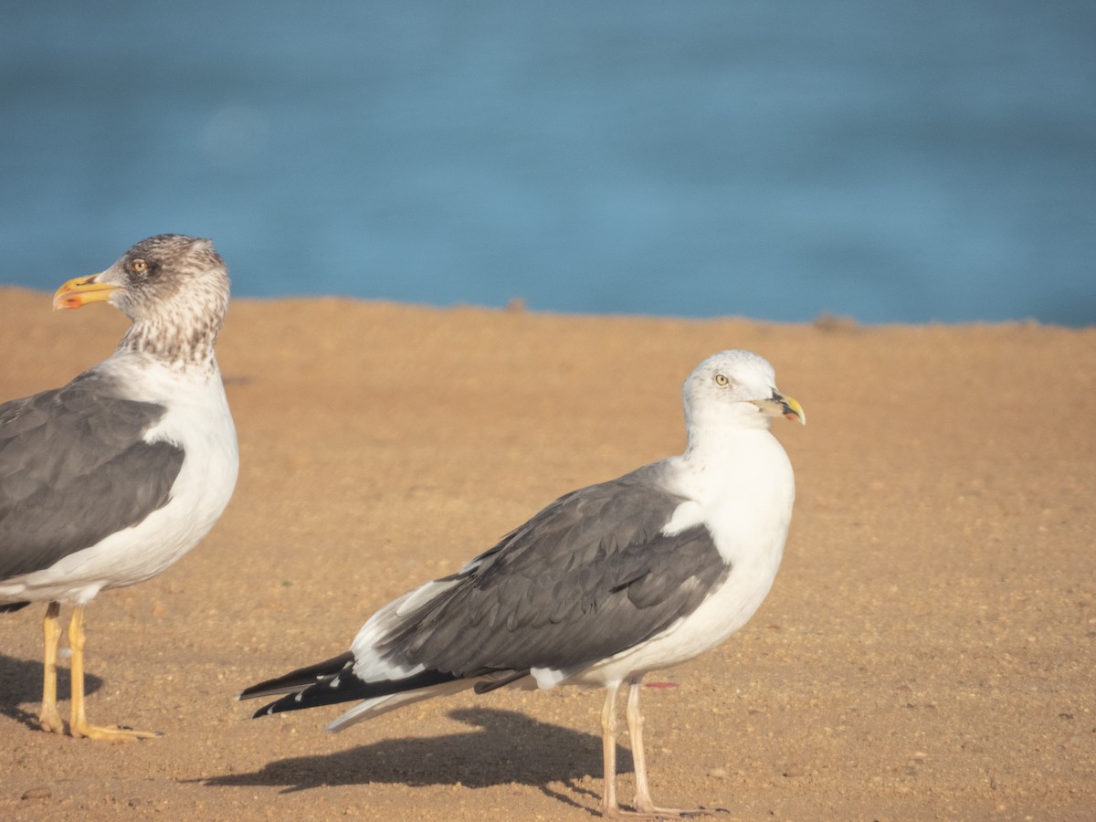 Lesser Black-backed Gull - ML648955163