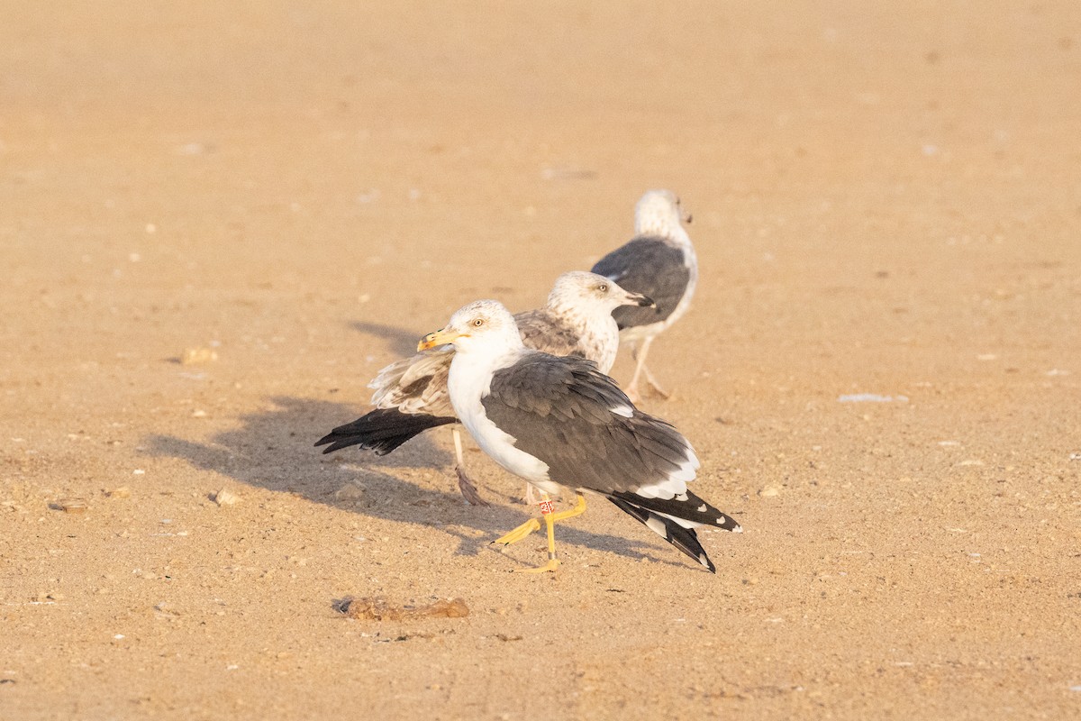 Lesser Black-backed Gull - ML648955167