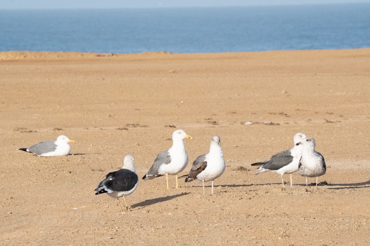 Lesser Black-backed Gull - ML648955168