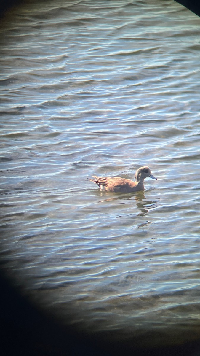 Kanadapfeifente - ML648955273