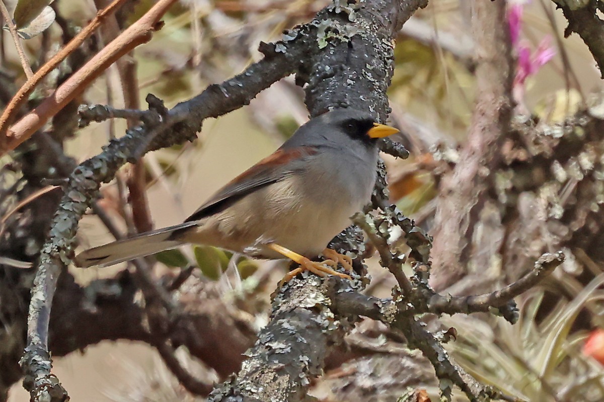 セアカインカシトド - ML648955343