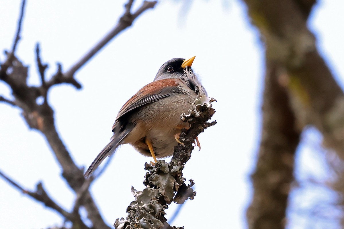 セアカインカシトド - ML648955344