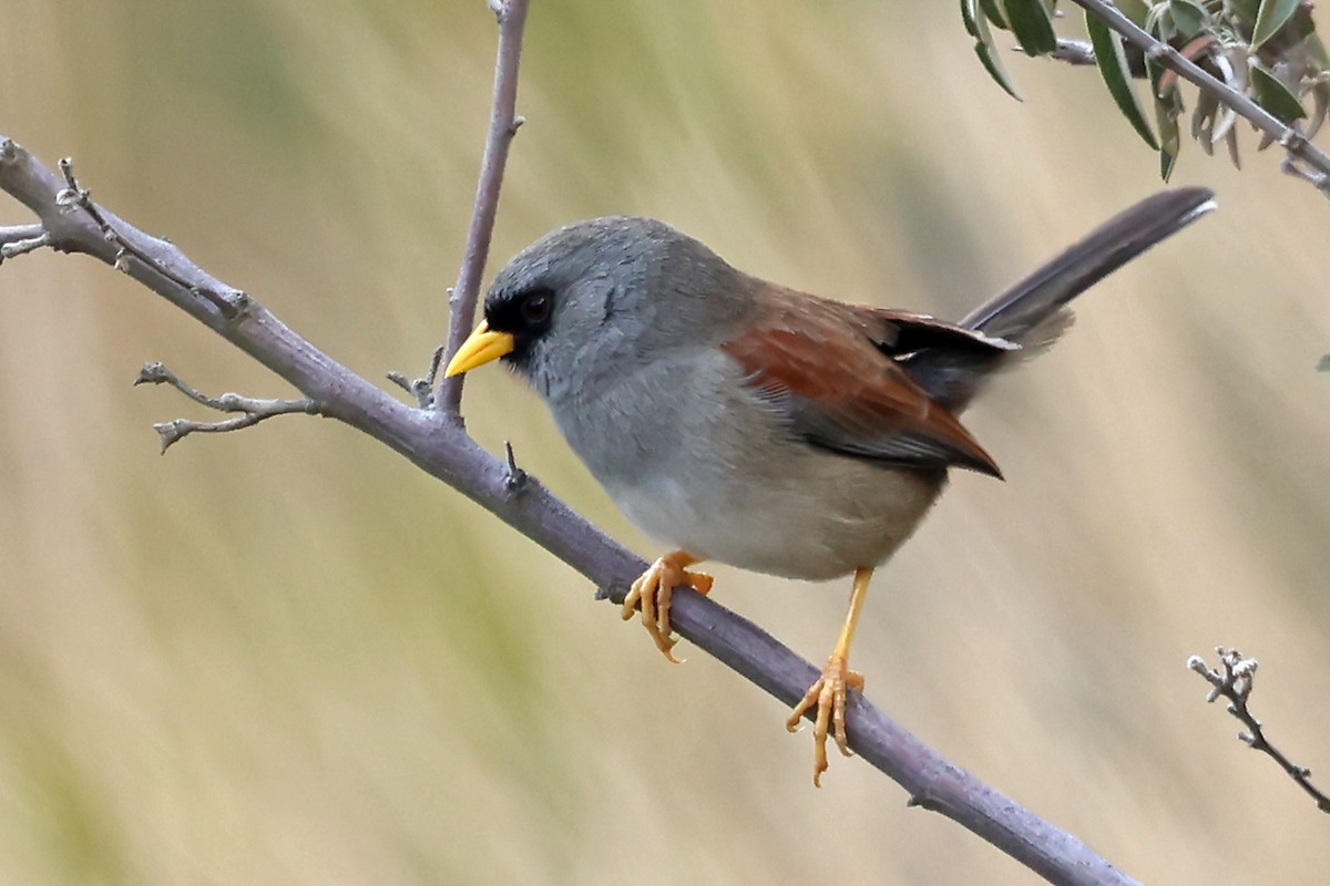 セアカインカシトド - ML648955345