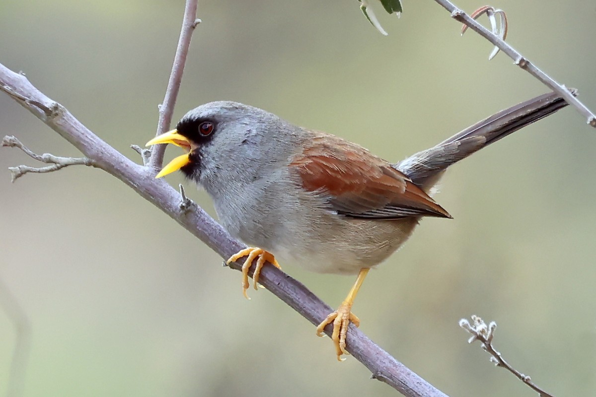 セアカインカシトド - ML648955346