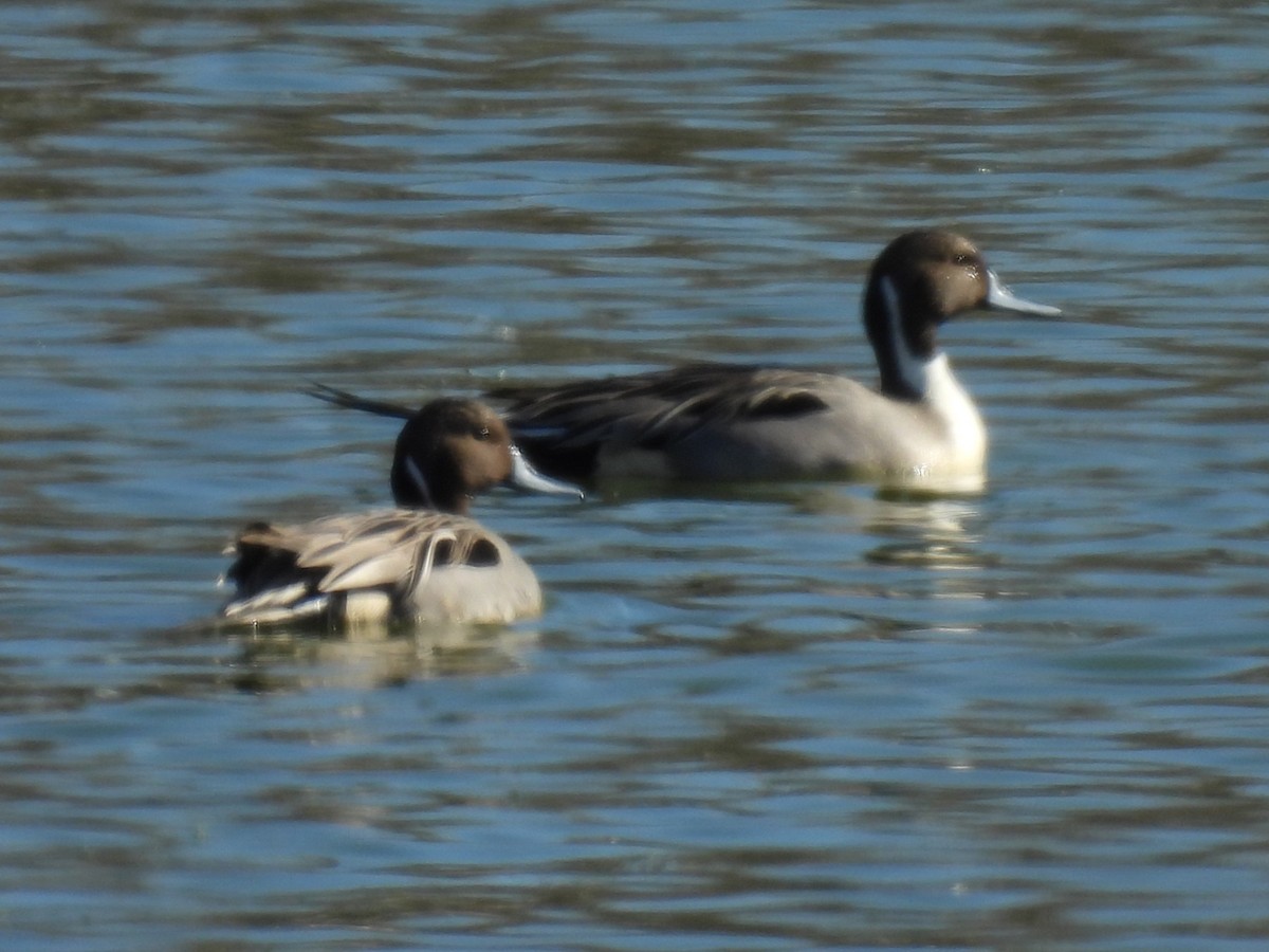 Northern Pintail - ML648955400