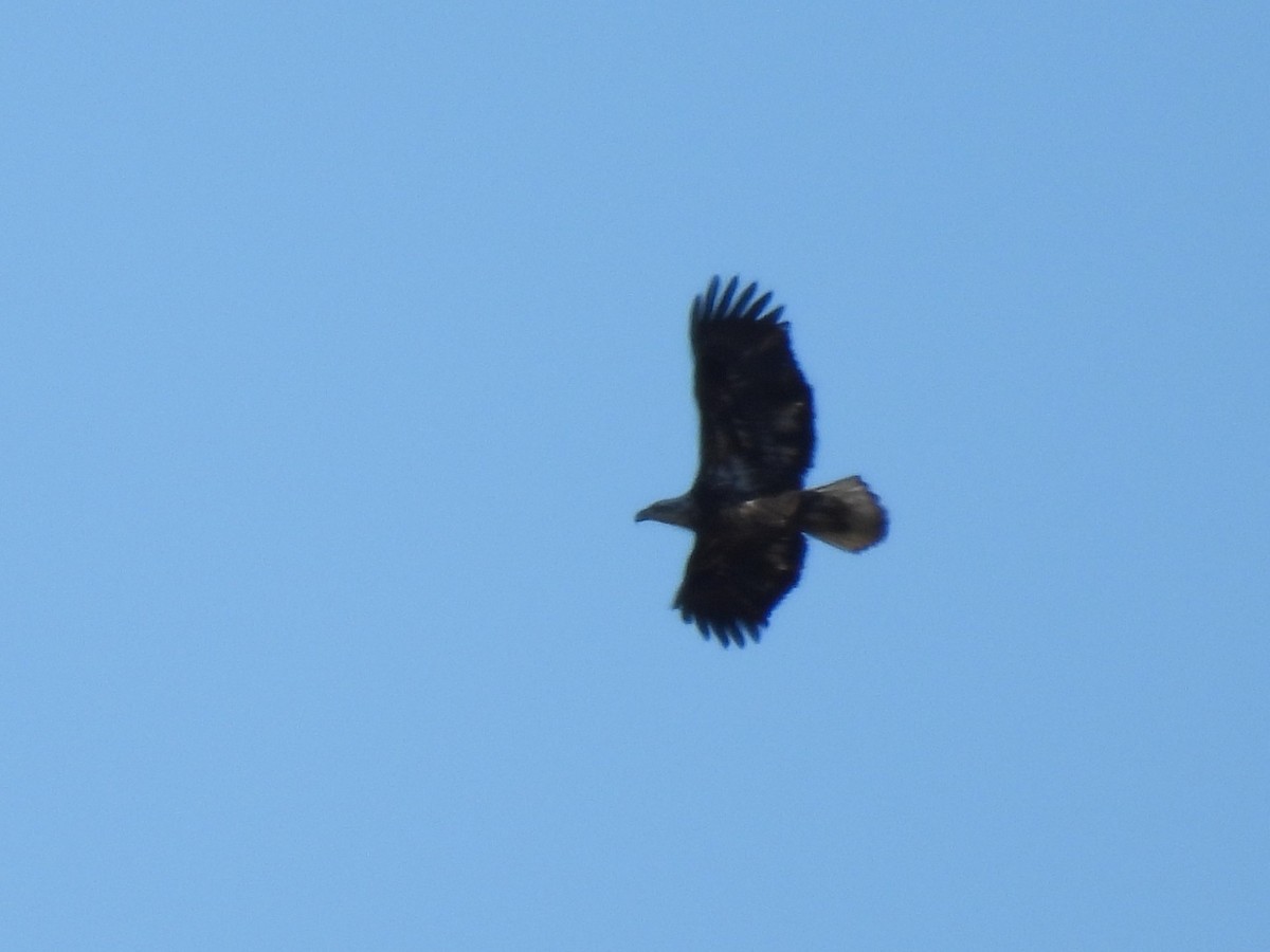 Bald Eagle - ML648955406