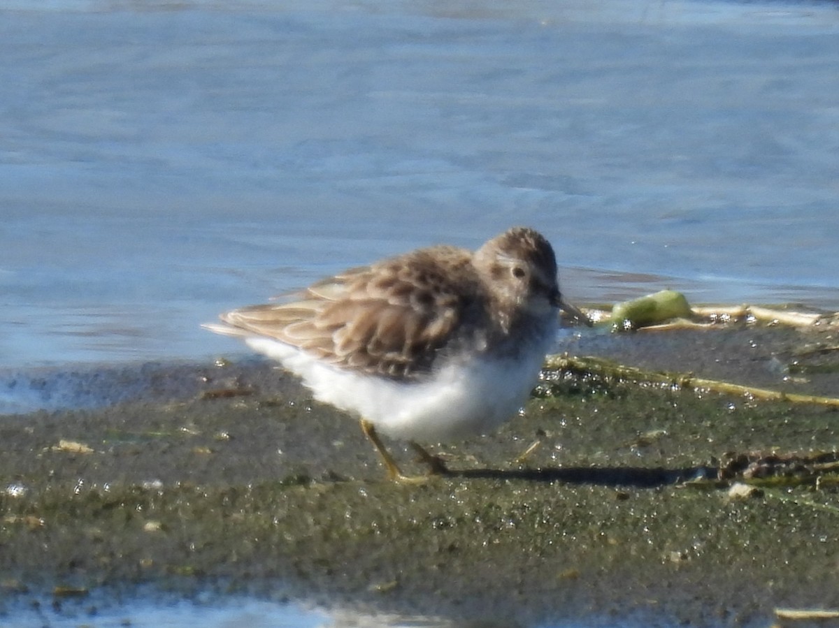 Least Sandpiper - ML648955411